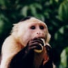 monkey c.